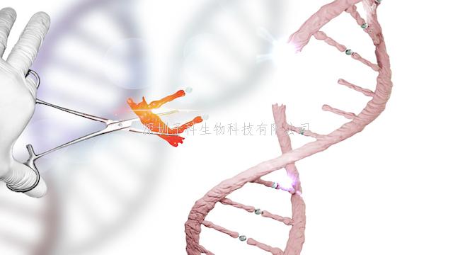 Cell：表观遗传新关注点—mRNA修饰