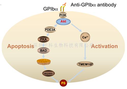 苏州大学PNAS发文：免疫性血小板减少症的发生新机制