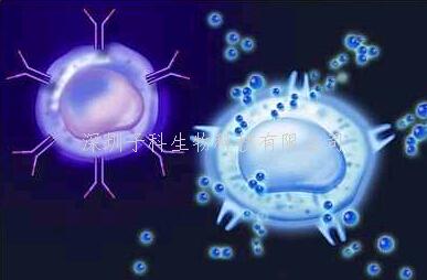 最新发现：巨噬细胞释放的外泌体引发癌细胞微环境免疫失衡