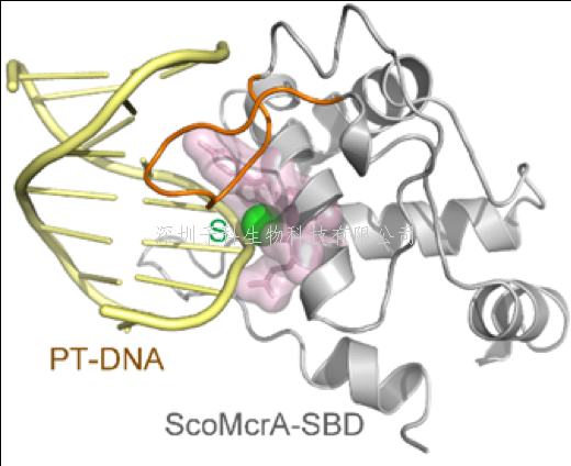 邓子新院士组连发两篇文章 揭示蛋白识别DNA硫原子的机制