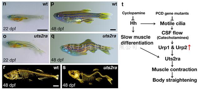 中国海洋大学最新发表Nature Genetics文章