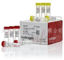 Lipofectamine™ 2000转染试剂