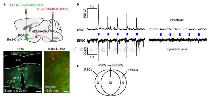 Nature子刊：一种测量能量代谢调节环路的新标记——Brs3