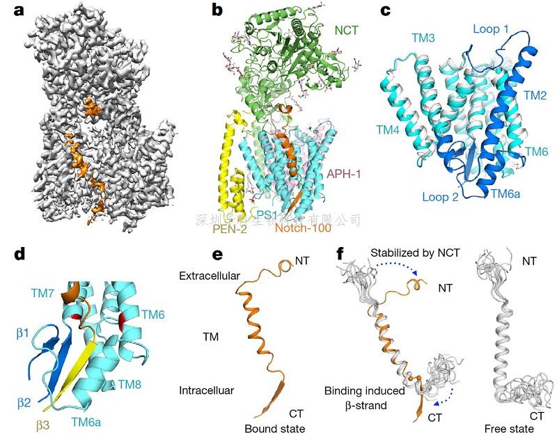 施一公研究组Nature，Science分别报道人体γ-分泌酶 与重要底物Notch和APP复合物的高分辨率三维结构