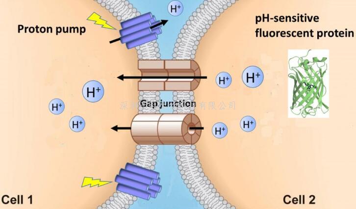 eLife：李毓龙研究组开发检测缝隙连接的新型光遗传学方法