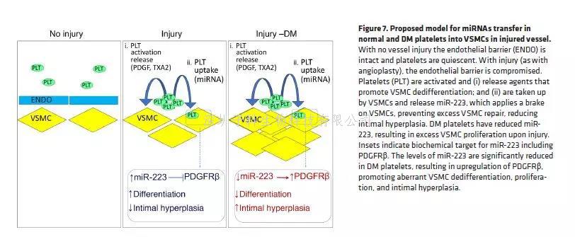 中国学者JCV获糖尿病合并血管疾病治疗的分子机制新发现