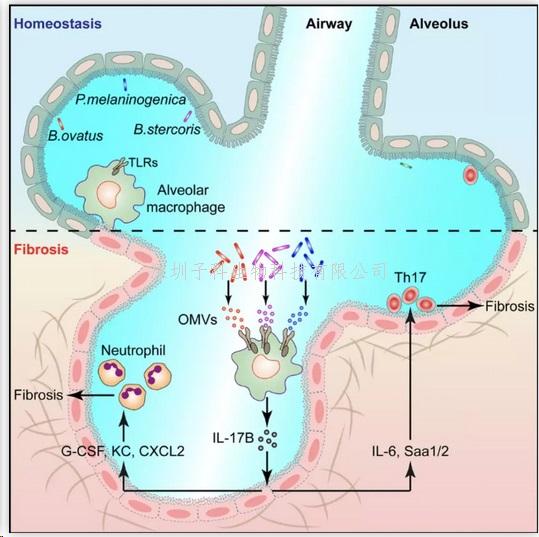 Immunity：钱友存团队发现肺纤维化疾病的分子机制