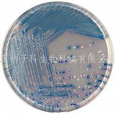 科马嘉TBX显色培养基