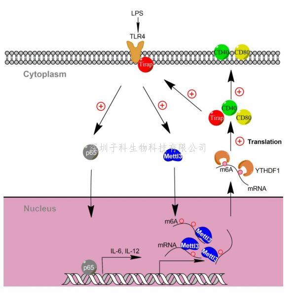 曹雪涛院士再发Nature子刊文章 发现m6A修饰促进树突状细胞活化