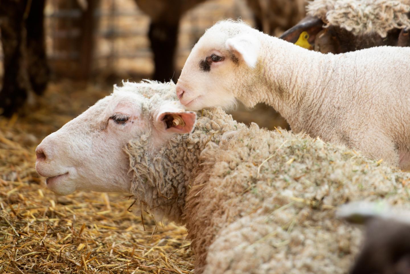 昆明动物研究所发《Science》：从牛羊到长颈鹿，反刍动物的进化之路