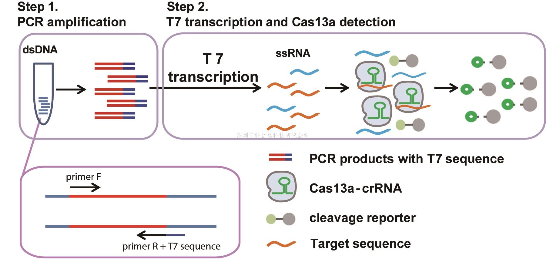 基于PCR的CRISPR-Cas13a高灵敏高特异乙肝病毒及其耐药突变检测新方法