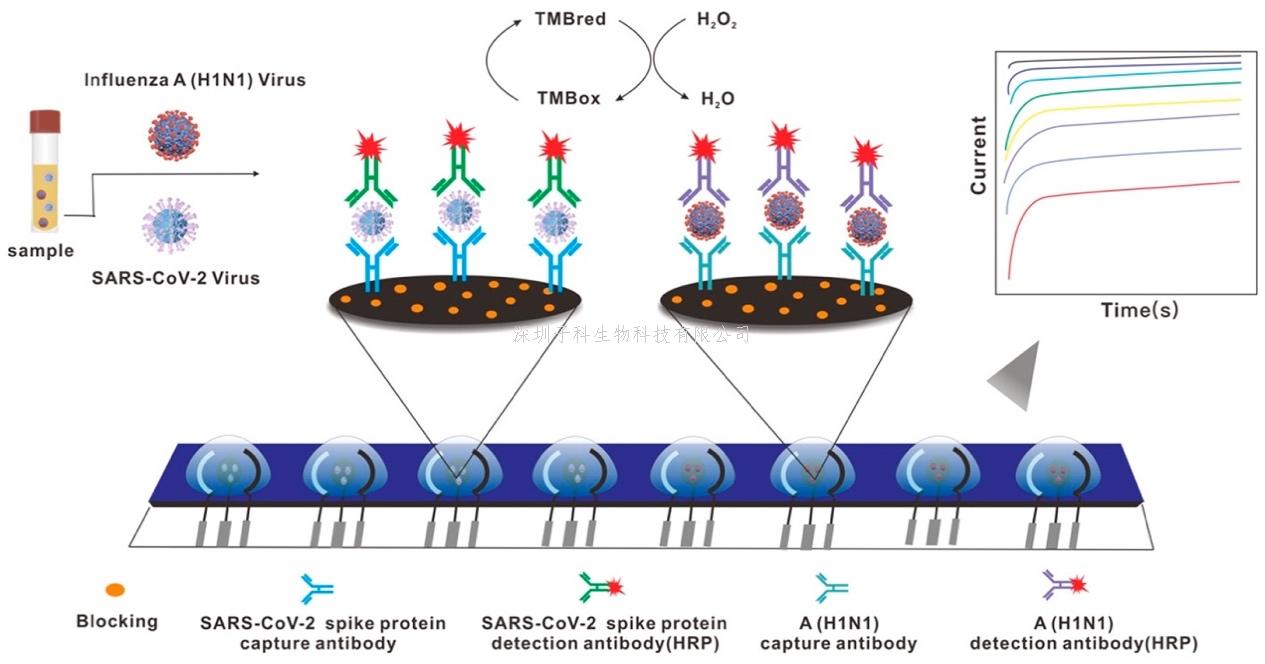 我国学者研发传染病电化学传感现场检测新技术，助力新冠与流感疫情防控