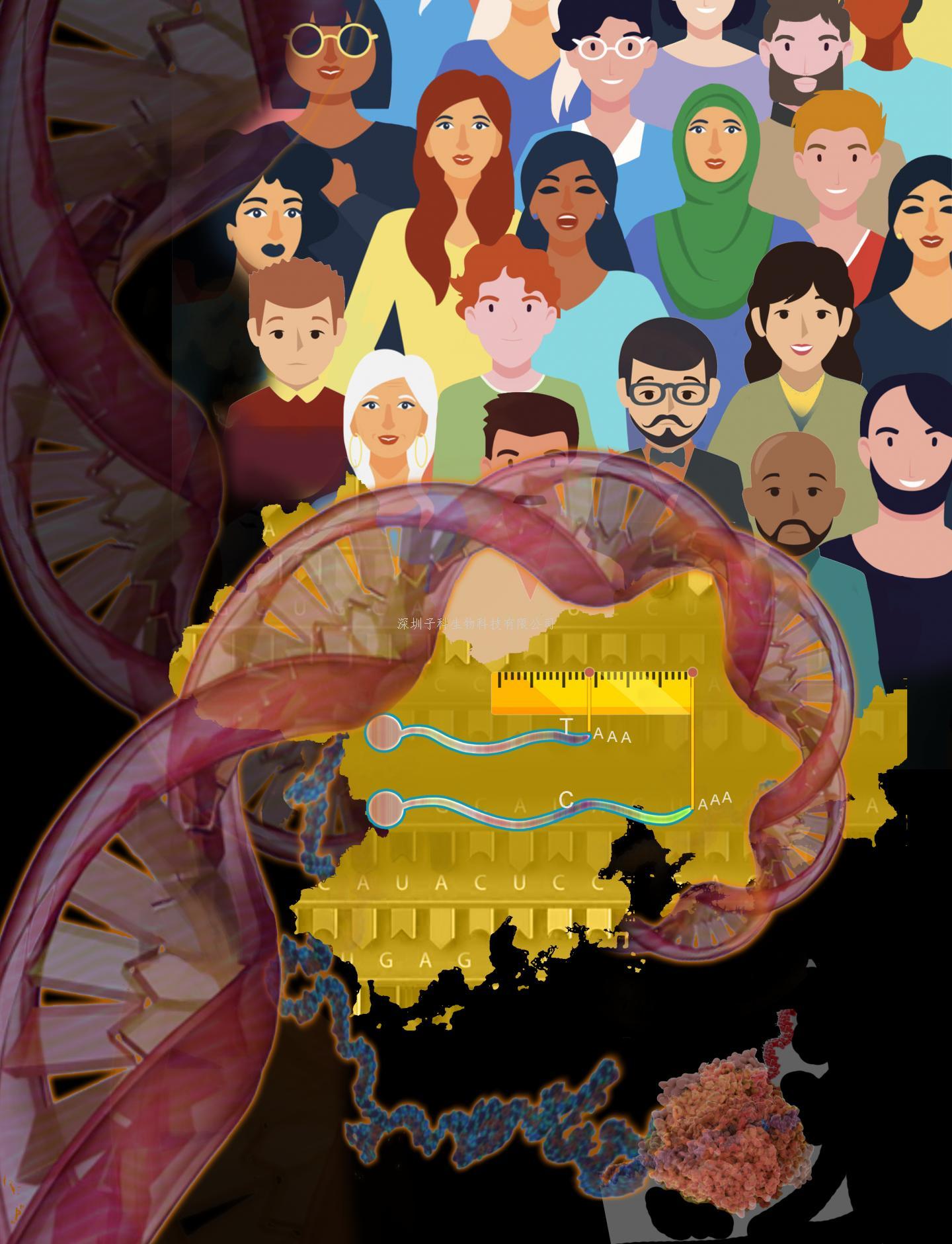 神秘的基因型-表型关联