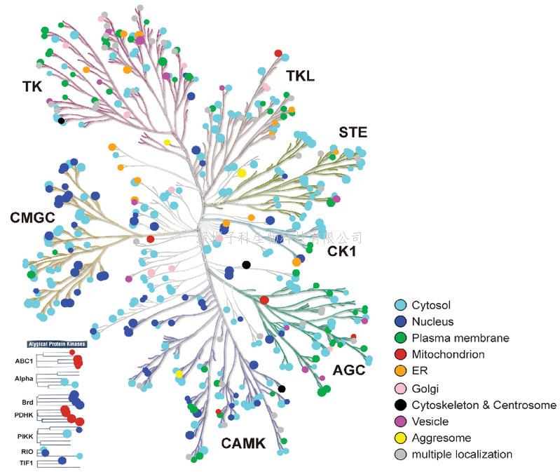 浙大学者《eLife》论文描绘人类蛋白激酶组亚细胞定位图谱