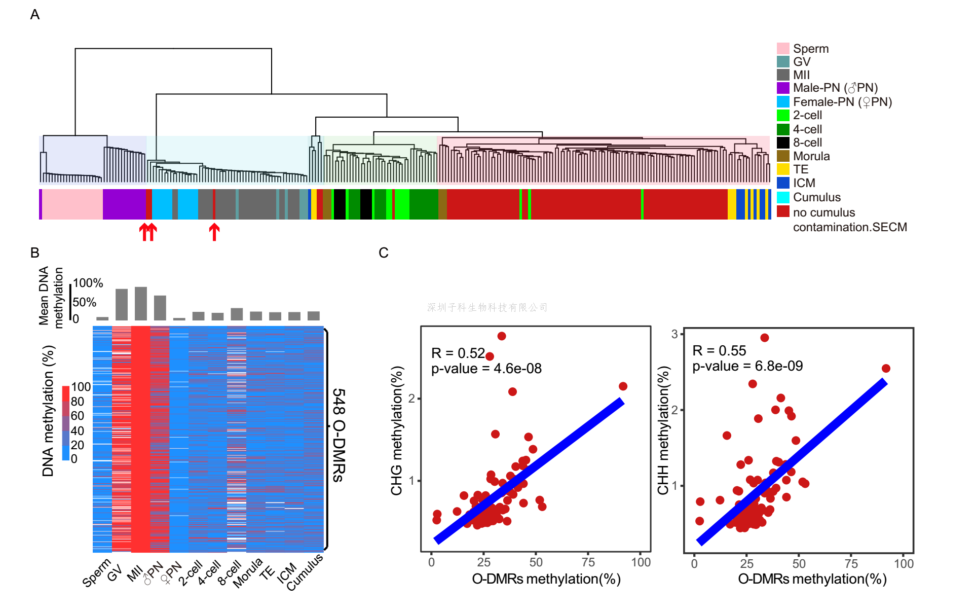JCI：利用DNA甲基化追溯囊胚培养液中游离DNA细胞来源
