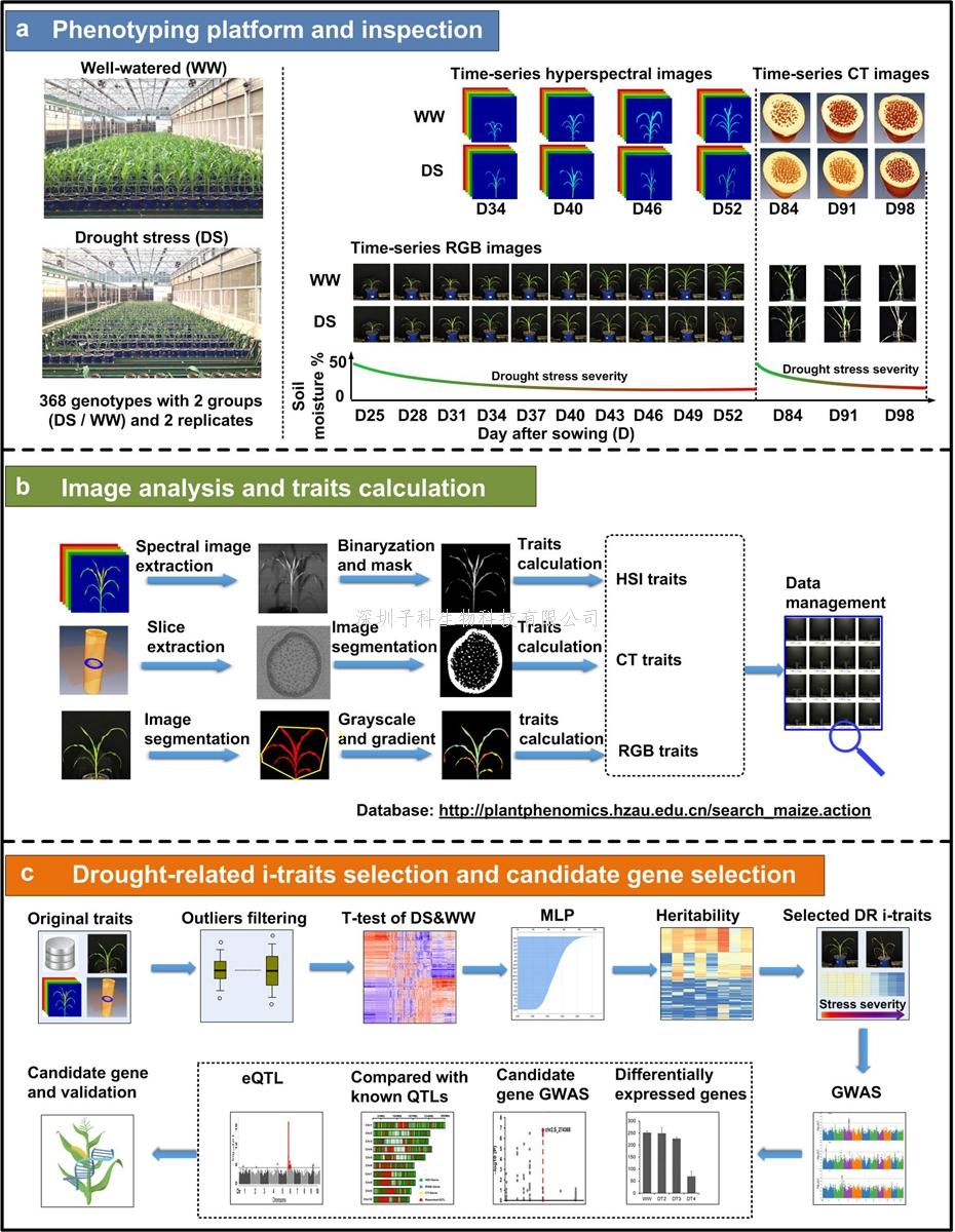 作物表型团队研发出高通量表型组新技术揭示玉米抗旱遗传机制