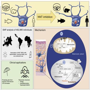 哈佛科学家发文《Cell》阐明皮肤的“另类美黑”途径
