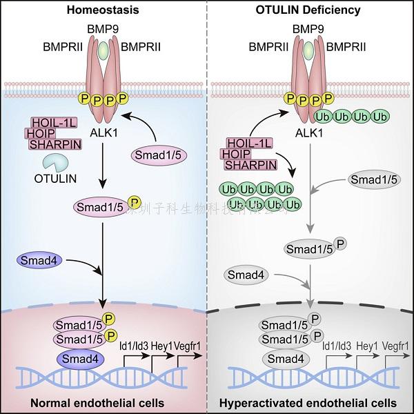 Molecular Cell：知名学者解析线性泛素化调控血管生成的新机制