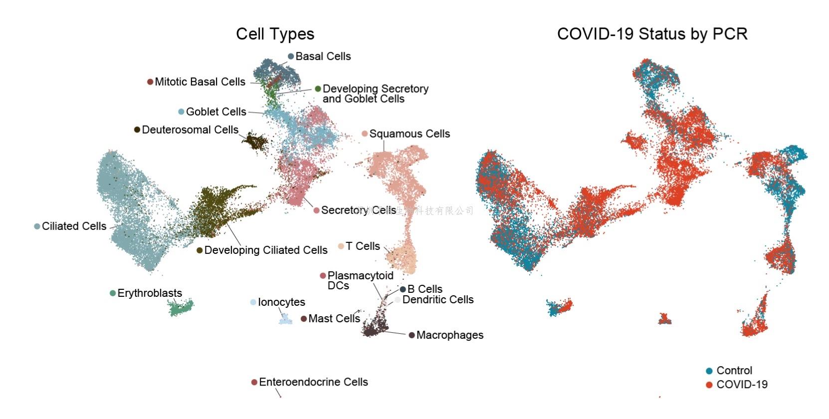 为什么有些人会患重症COVID-19?原因在于“鼻子”