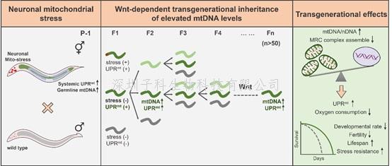 中科院学者Nature Cell Biology发现神经元线粒体应激的记忆可以跨代遗传