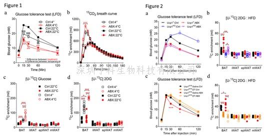 Nature Communications发现棕色脂肪组织是肠道菌群清除小鼠血糖改善的关键