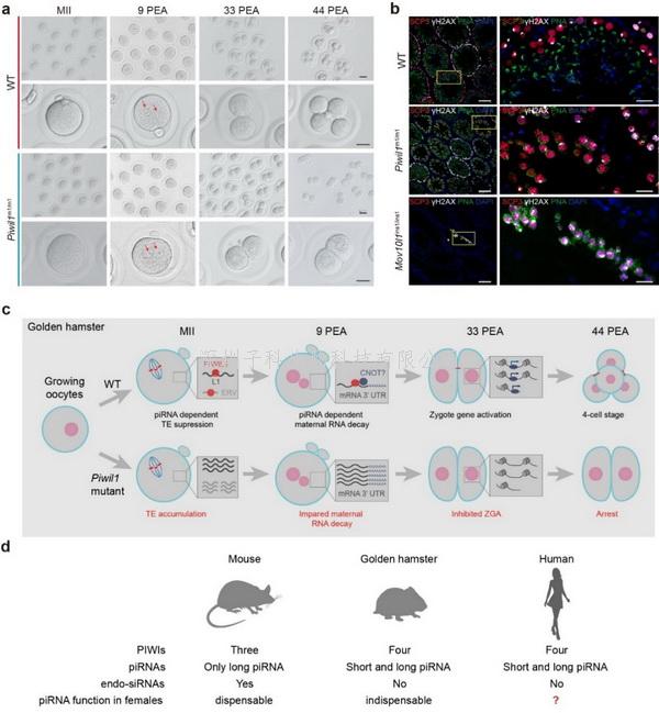 中国学者Nature Cell Biology发文：piRNA在哺乳动物雌性生殖中具有重要功能