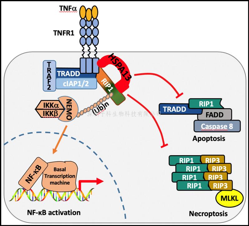 浙江大学Science Advances发文：HSPA13分流TNFα信号的新机制