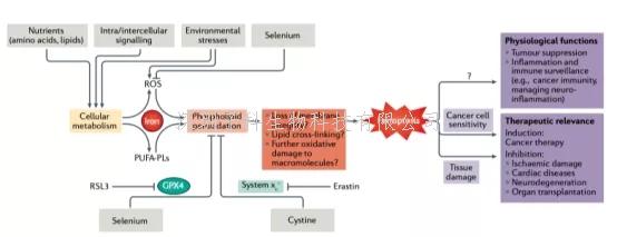 Nature综述|铁死亡在疾病中的发病机制、生物学和作用