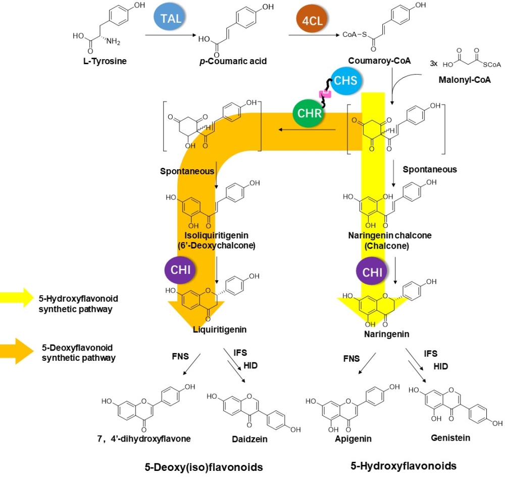 王勇研究组利用蛋白自组装策略实现了5-脱氧类黄酮的优化异源合成