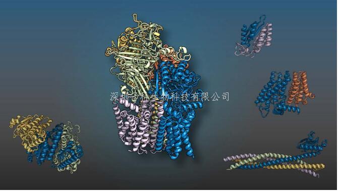 Science：人工智能成功预测了蛋白质的相互作用