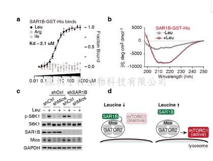Nature|刘颖课题组揭示SAR1B感知细胞内亮氨酸浓度调控