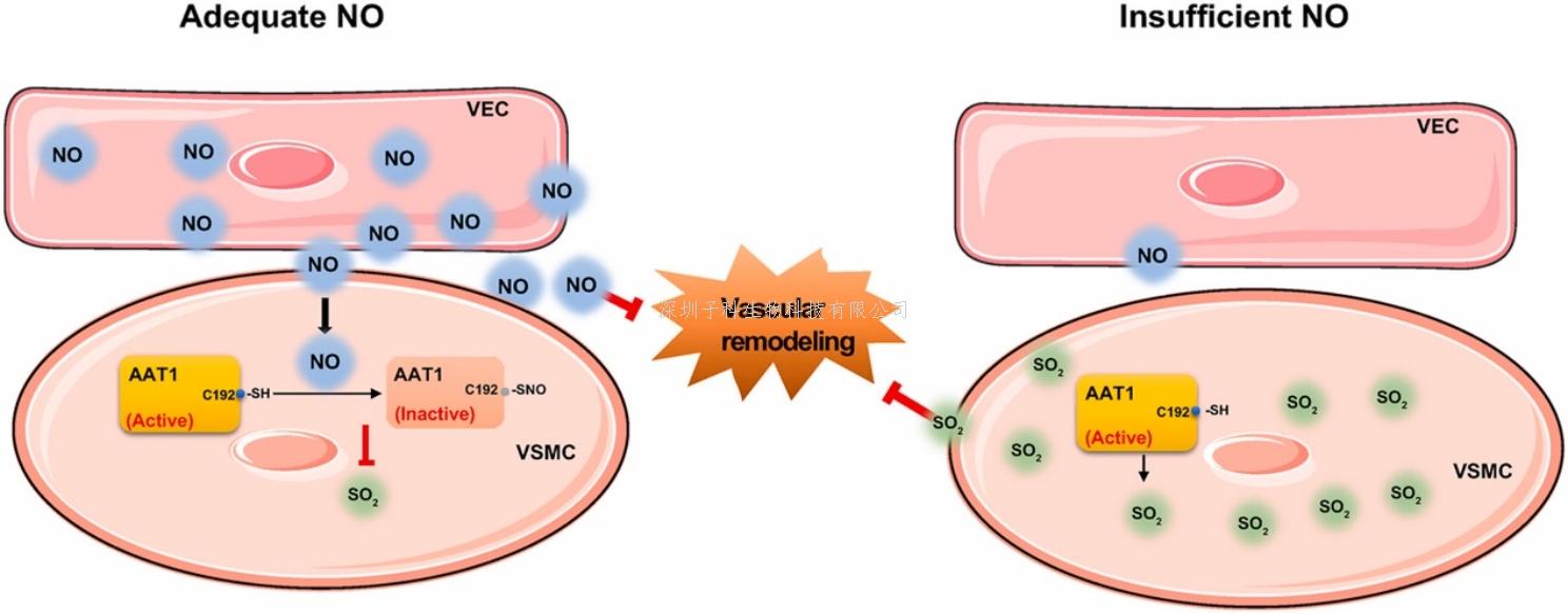北京大学第一医院金红芳教授团队发现血管细胞间通讯的新机制