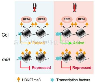 曹晓风研究组在植物表观遗传动态调控及其在环境温度响应中的作用研究中取得新进展
