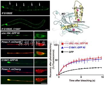 丁梅研究组合作揭示突触囊泡运输调控新机制