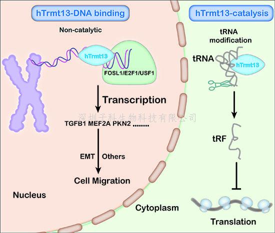 王恩多组合作揭示hTrmt13促进乳腺癌转移的机制