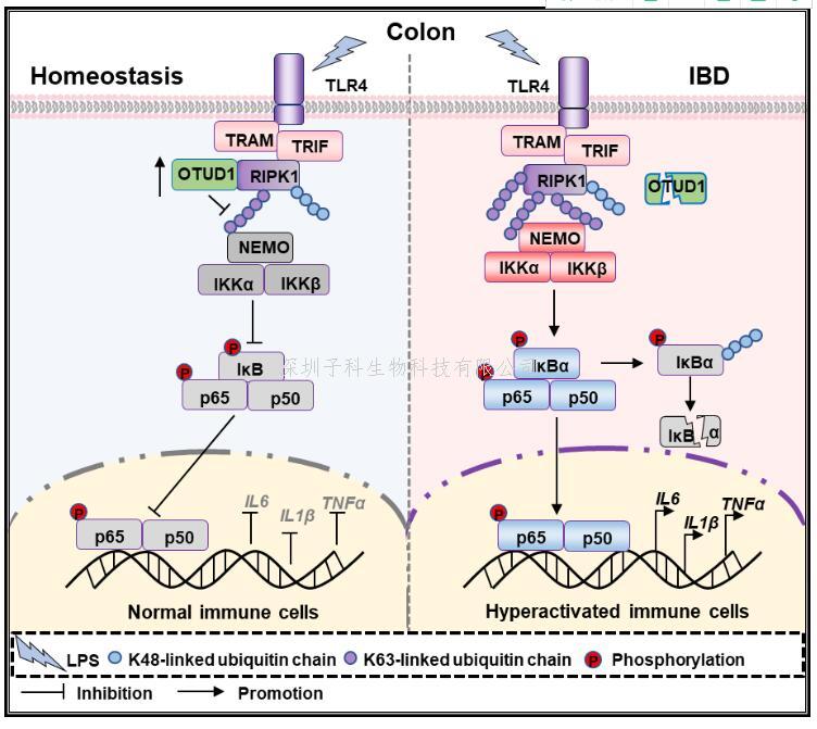 刘翠华团队与军事科学院军事医学研究院张令强团队合作揭示去泛素化酶OTUD1抑制肠炎发生新机制