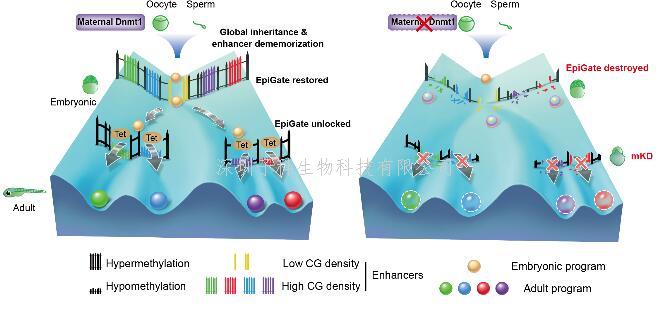 颉伟课题组发文揭示DNA甲基化通过去记忆化构建早期胚胎发育的表观屏障