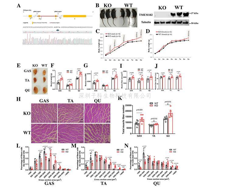 华南农业大学团队发现对肉鸡育种很关键的基因