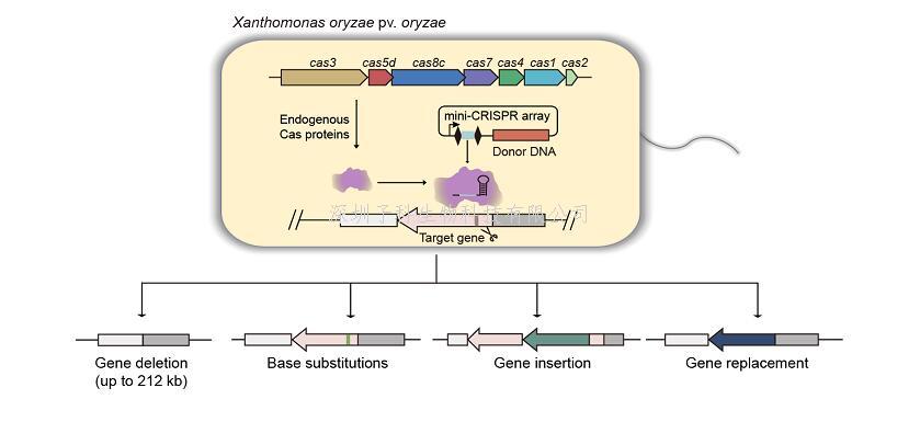 邱金龙团队开发了基于内源CRISPR系统的植物病原菌基因组编辑新方法