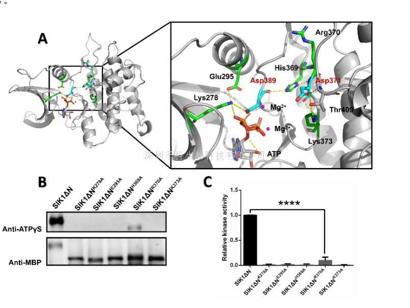 上海交大徐沁、龚清秋课题组合作建立拟南芥Hippo/SIK1蛋白激酶的激活路径
