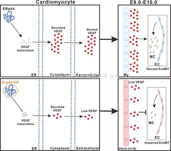 姬广聚组揭示ERp44在小鼠心脏内膜垫发育中的重要作用