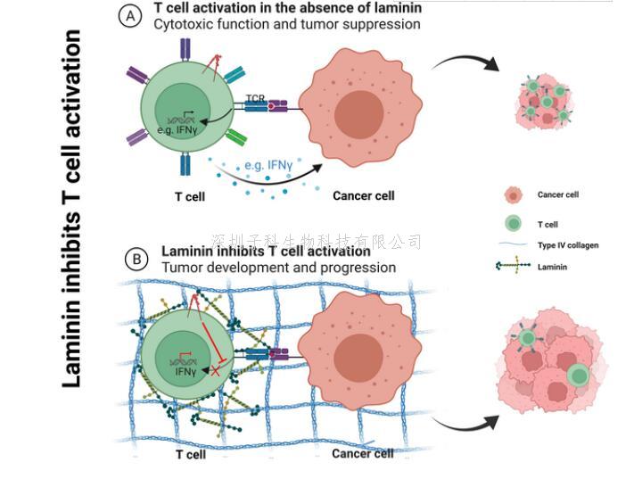 葛高翔组发现肿瘤微环境中基底膜蛋白抑制T细胞活化从而促进肿瘤发生发展