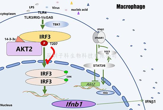 王红艳组合作揭示AKT2通过抑制Ⅰ-IFN影响抗病毒感染和系统性红斑狼疮发病的新功能