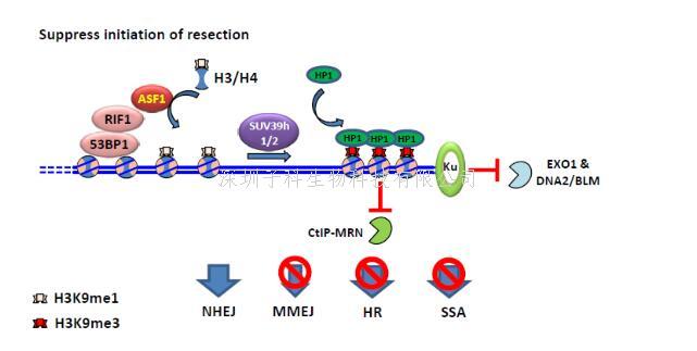 生命学院徐冬一课题组发现RIF1-ASF1复合体介导的染色质高级结构保护了基因组完整性