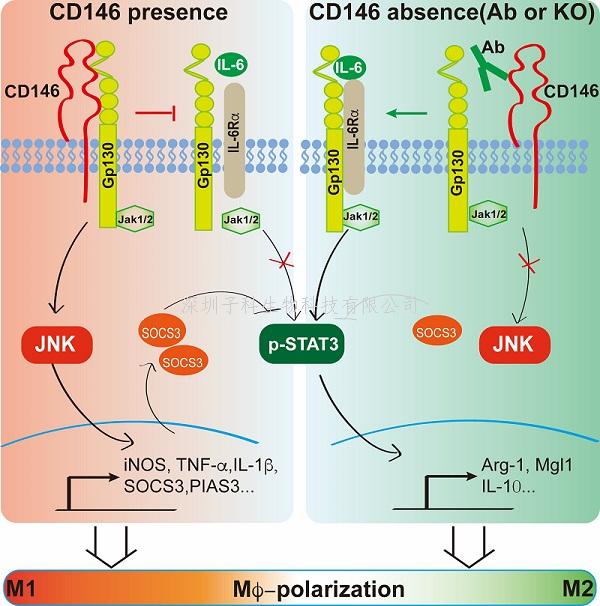 阎锡蕴课题组揭示脂肪组织巨噬细胞促炎性极化的分子机制