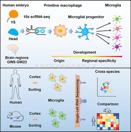 我国学者在解析人类胚胎不同脑区小胶质细胞发育规律方面取得进展