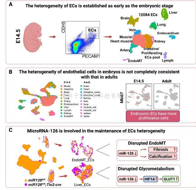 营养与健康所荆清研究组揭示血管内皮细胞时空异质性和MicroRNA-126维持内皮细胞异质性稳态的作用机制