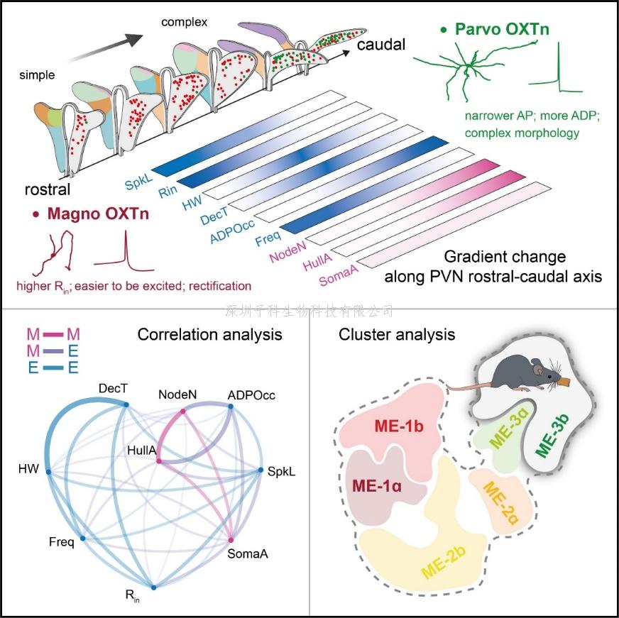 张宏权团队发现抑制乳腺癌转移的新机制