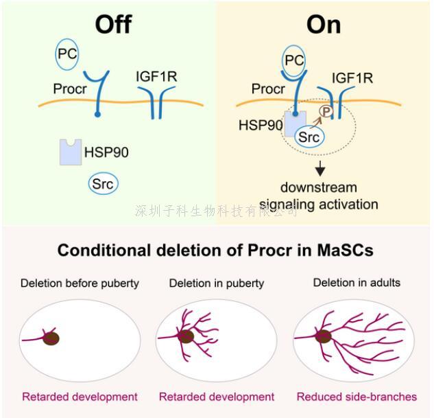 曾艺组合作揭示Procr作为功能性受体调控乳腺干细胞的干性维持和自我更新
