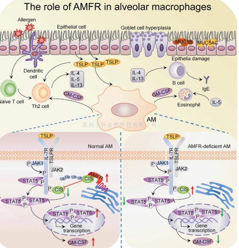 上海交大钱峰教授课题组发现哮喘调控新机制